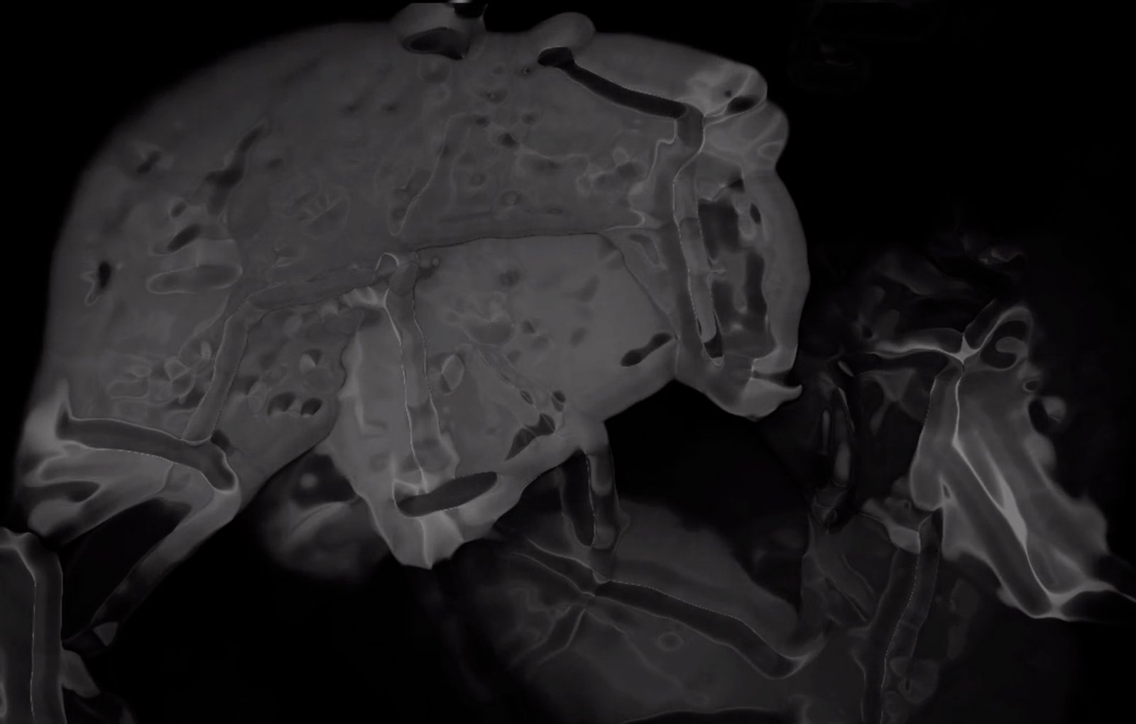 La concha; sombra de un cuerpo